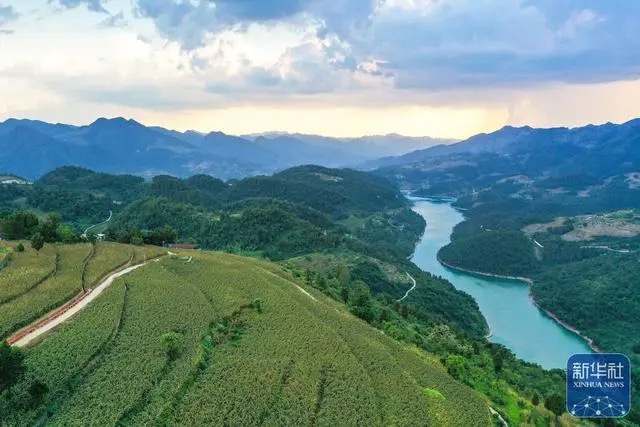 这是8月15日在仁怀市长岗镇茅坡村拍摄的有机高粱基地（无人机照片）。